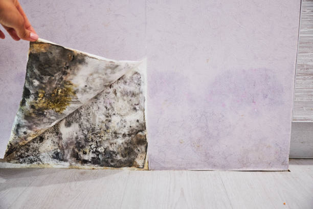  Nellieburg, MS Mold Removal Pros